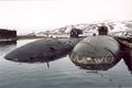 К-149 первая слева на заднем плане, Ара-губа.