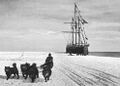 На Южный полюс: фотография ездовых собак во время экспедиции Амундсена на Южный полюс, 1911 год