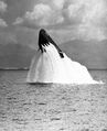 USS Pickerel (SS-524) выполняет "прыжок лосося", всплывая с дифферентом 48 градусов и побив рекорд USS Amberjack (SS-522) (43 градуса)